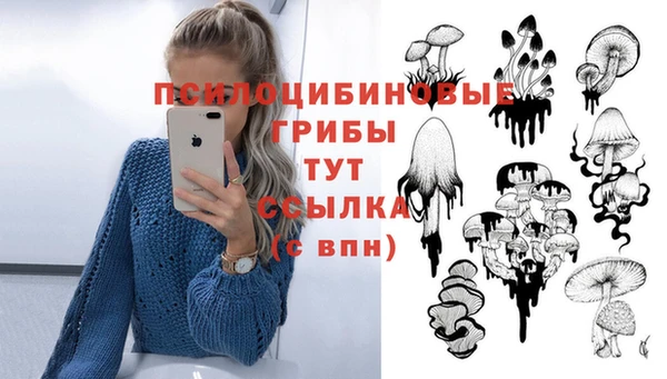 гашик Дмитров